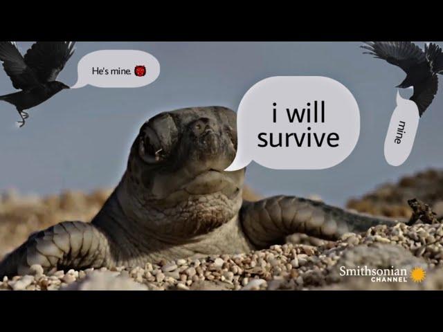 I WILL SURVIVE turtle edit video 