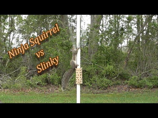 Ninja Squirrel vs Slinky - Vertical Squirrel Obstacle Course :-)