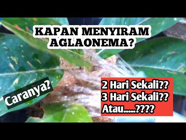 Ternyata Begini Cara Menyiram Aglaonema yang Benar