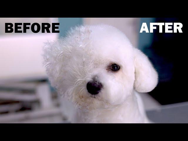 Beautiful Dog Grooming *Bichon Frise* Hairstyle Transformation