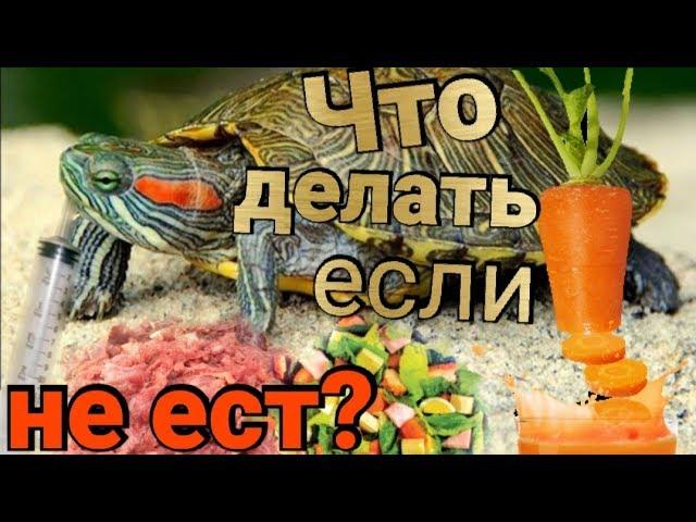 Что делать если красноухая черепаха не ест