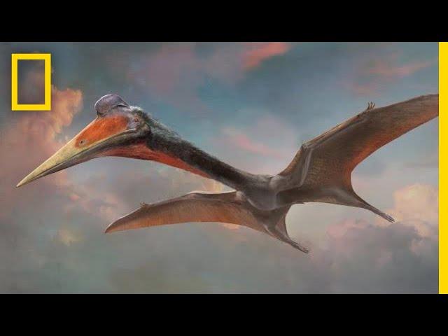 Pterosaurs 101 | National Geographic