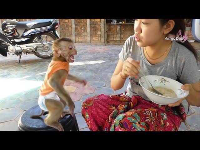 Monkey Baby Dodo Cry Loudly Cannot Wait Mom Feed Him