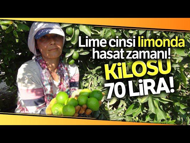 Lime Cinsi Limonun Hasadı Yapıldı: Kilosu 50 Lira