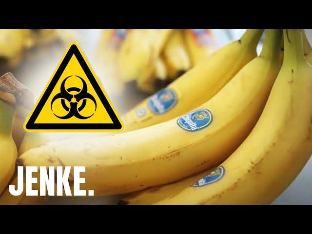 Gift-Bananen: Krebserregende Pestizide gefährden Menschen! | JENKE. DAS FOOD-EXPERIMENT