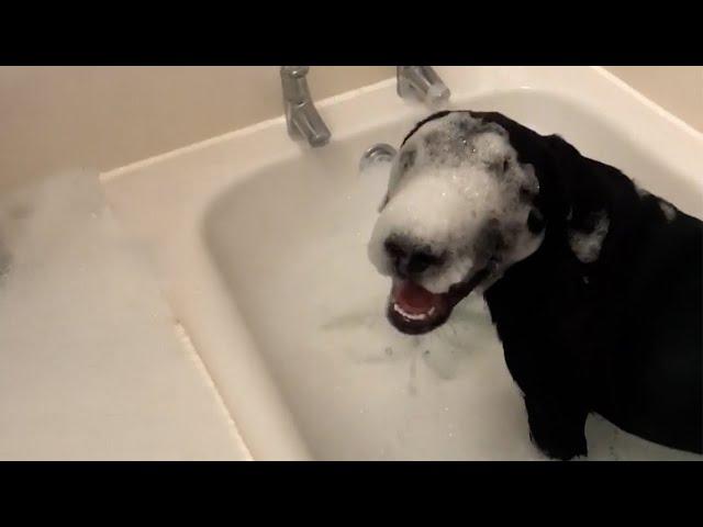 These Dogs Absolutely Love Bath Time