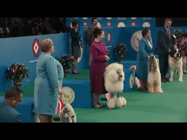 TurboTax Free Edition 2021 Commercial Dog Show Official 30 Second Commercial