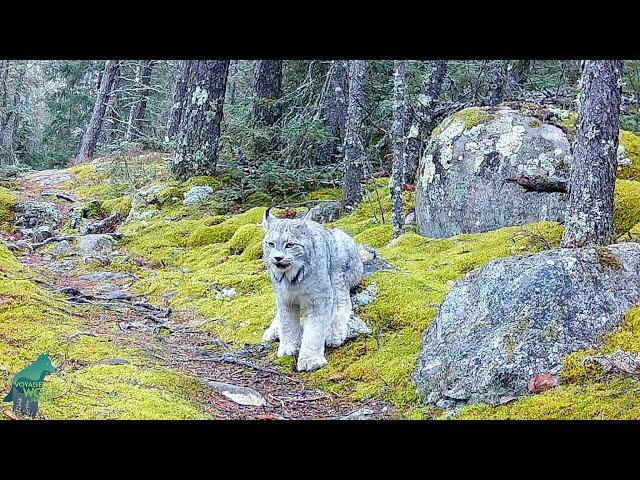 Incredible footage of lynx in northern Minnesota