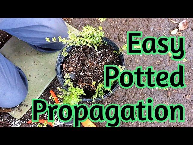 Potting technique to multiply plants in the pot