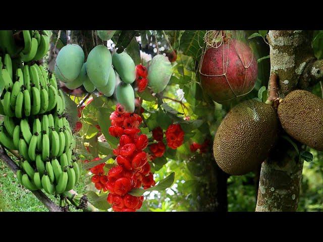 Orchards of Paradise! Organic Fruits Heaven in a Bangladeshi Village | Fruit Tour