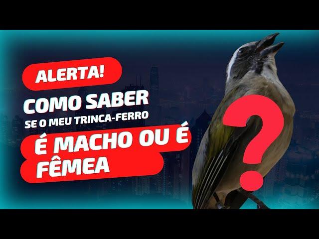 COMO DESCOBRIR SE O SEU TRINCA-FERRO É MACHO OU É FÊMEA VEJA ESSE VÍDEO.