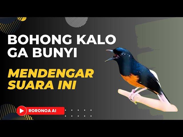 Pancingan Murai Batu Agar Bunyi Ngeplong 99,99% Bongkar Isian