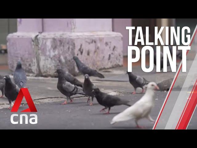 CNA | Talking Point | E20: Controlling Singapore's pigeon population