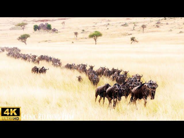 Aerial View of Wildebeest Migration in Maasai Mara | Breathtaking Wildlife Footage