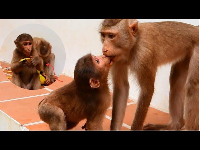 Wow.!! Poor Abandon Stumptail Monkey______ Baloo was kissing Millie so sweet with her