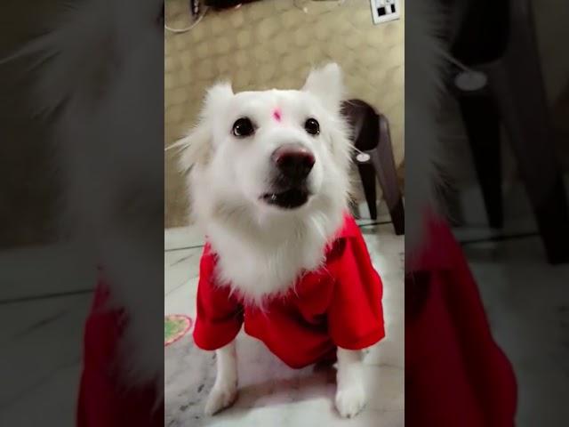 cute babu mera #dog #doglover#tony #dogowner #cute  #shortsvideo