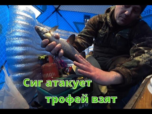 Сиг атакует , трофей взят