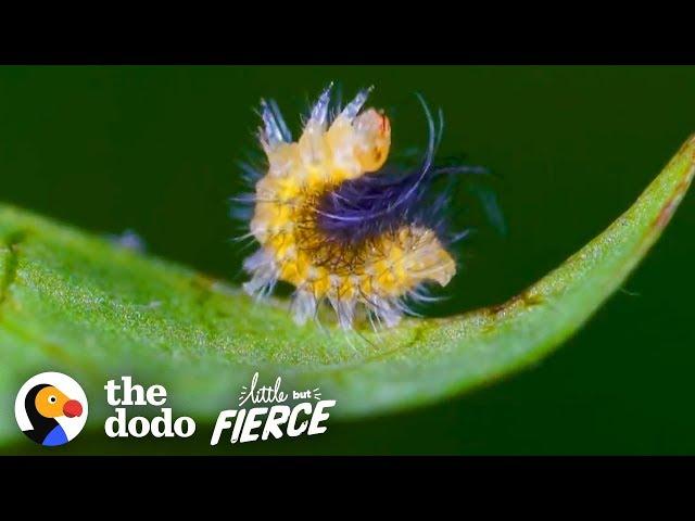 Tiny Caterpillar Makes Stunning Metamorphosis into a Garden Tiger Moth | The Dodo Little But Fierce