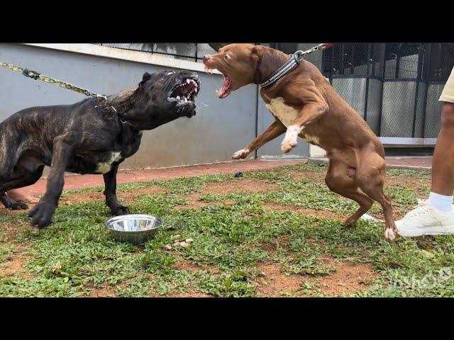 KING FLOKI VS CANE CORSO ‼️ SIAPAKAH P3MEN4NGNYA ?