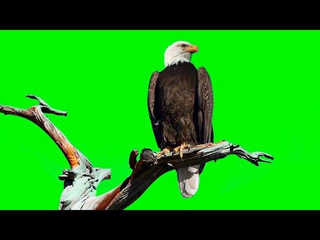 BALD EAGLE ON GREEN SCREEN ( REAL SHOOTING )