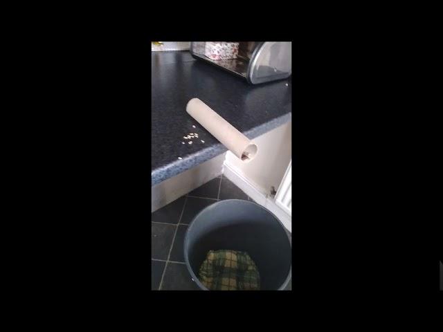 Home made mouse trap humane, includes mouse release