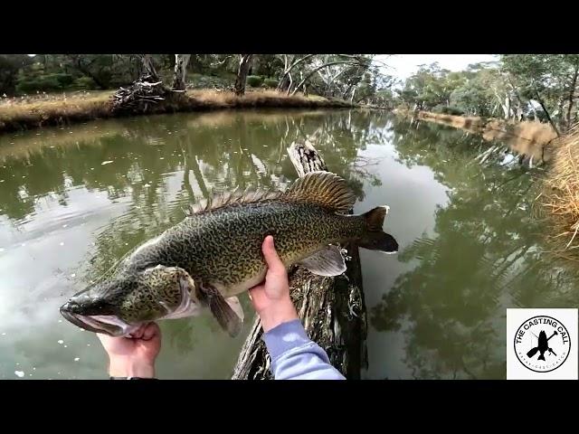 A quick walk along the bank l Murray Cod l The Casting Call