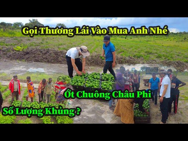 Quang Dũng || Thương Lái Tìm Vào Tận Nông Trại Mua Ớt  Bất Ngờ Với Số Lượng Ớt Khủng Thu Hoạch Lần 2