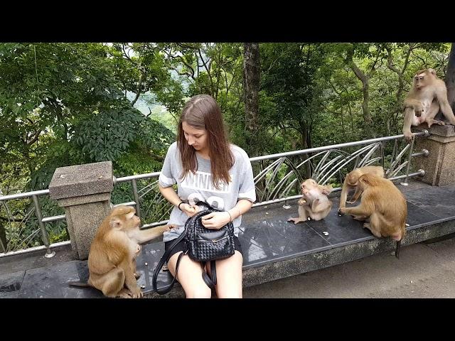 Нападение обезьян на человека) Пхукет, Тайланд
