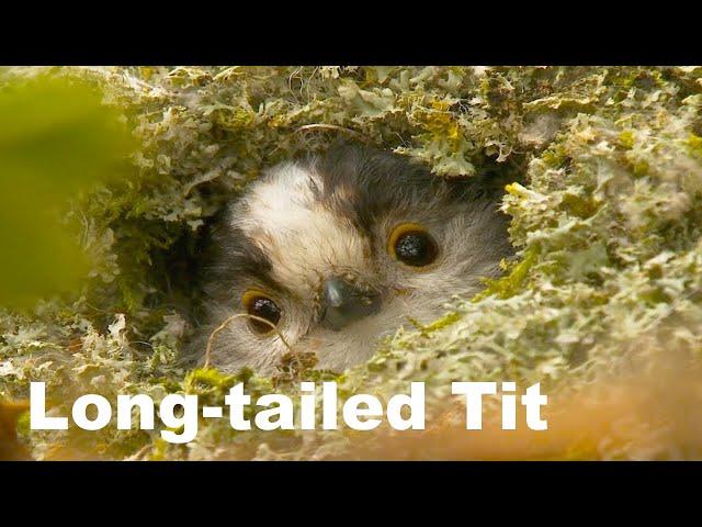 Long-tailed tits (nest building) in a British hedge