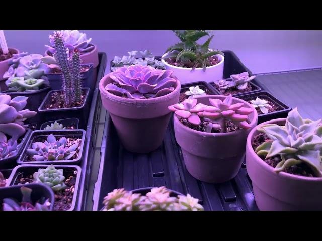 Succulents Under Lights, Euphorbia Propagation Tips