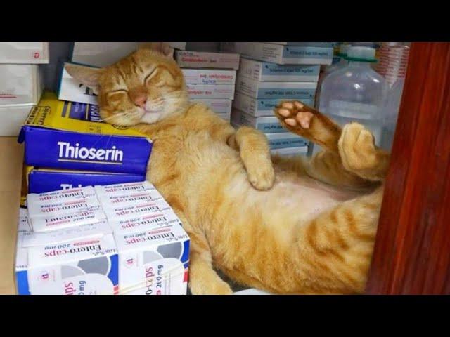 Cats choose the weirdest places to sleep  Funny Cats Videos