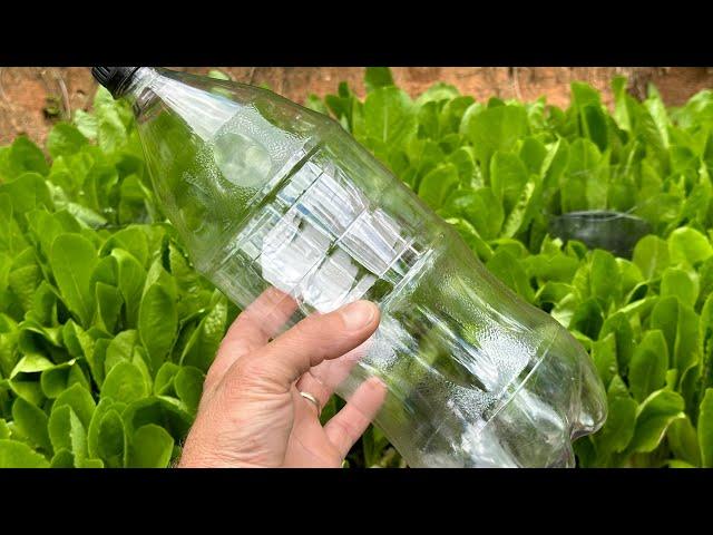 Plastic Bottle Drip Watering for Garden