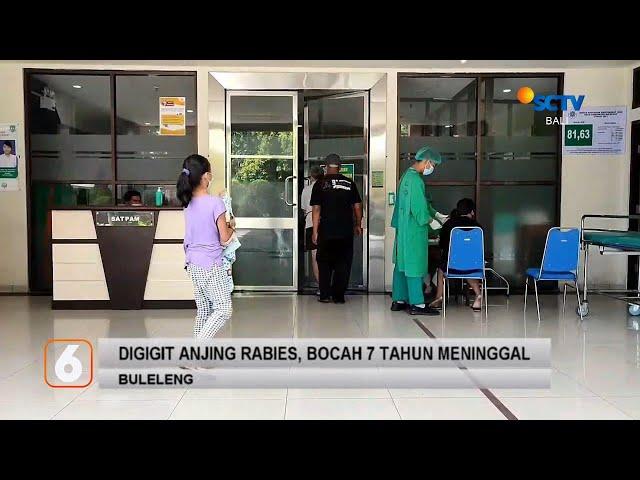 Digigit Anjing Rabies, Bocah 7 Tahun Meninggal | Liputan 6 Bali