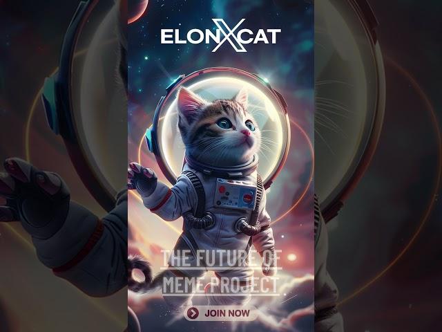 The Meme Revolution Begins with ElonXCat