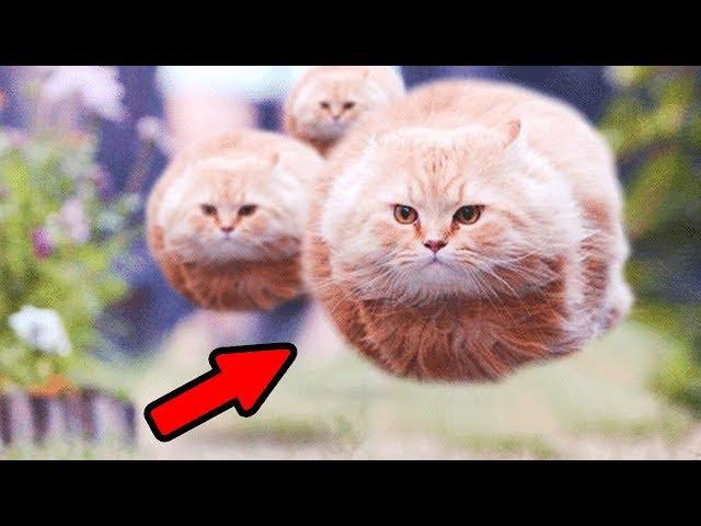 ТЕСТ НА ПСИХИКУ - Приколы с котами