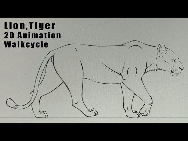 Lion _Tiger Walk Cycle 2D Animation