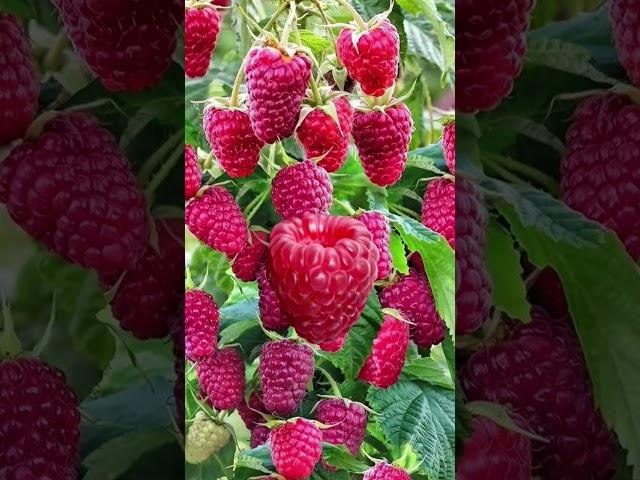 #redberry#satisfying#trending#shortvideo