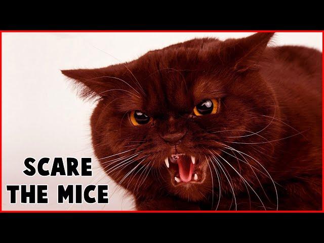 CAT SOUNDS TO SCARE MICE AWAY  MOUSE REPELLENT 15 MIN!!!