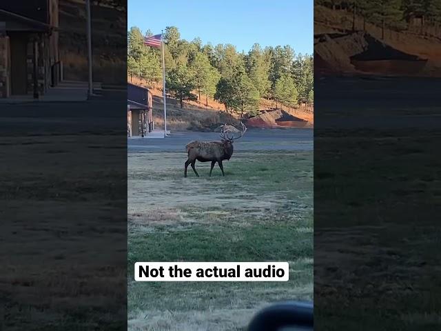 Huge Bull Elk - sighted while leaving our cabin