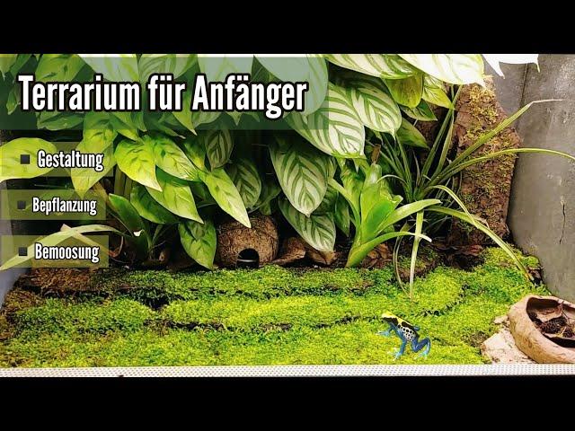 Terrarium für Anfänger - Teil 2 (Gestaltung und Bepflanzung ) Regenwaldterrarium - Pfeilgiftfrösche