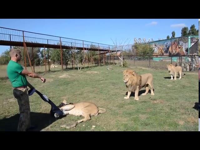 Fierce Lioness Steals Man's Jacket And Lion Bite Her To Let Go Of It!