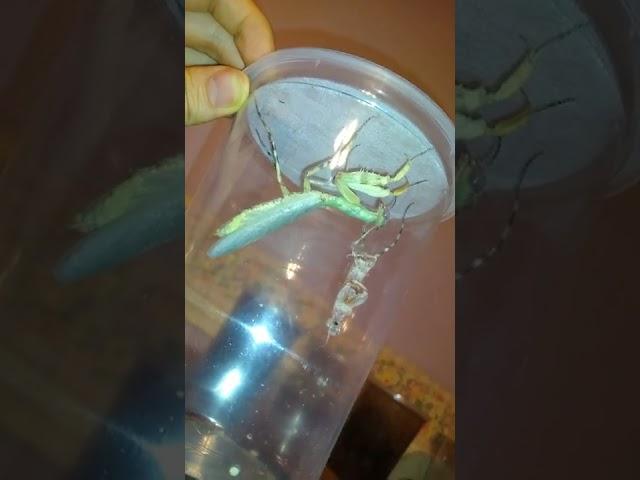 Mantis molting care