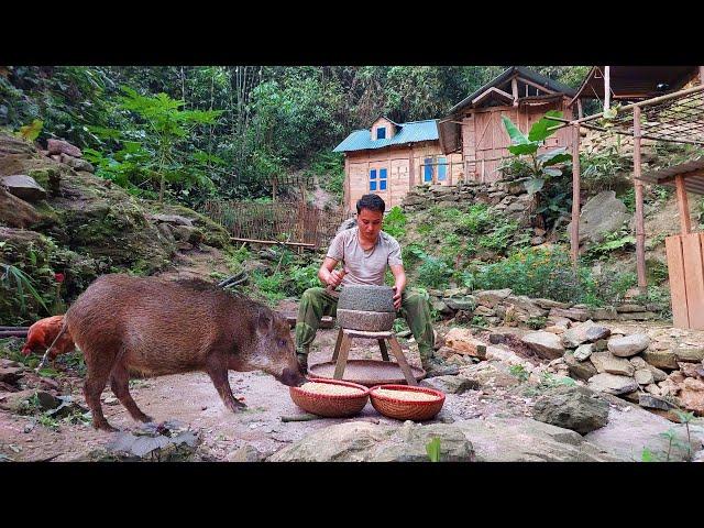 Grind cornmeal with a primitive stone mortar. Raising wild boar - 365 days alone in the forest