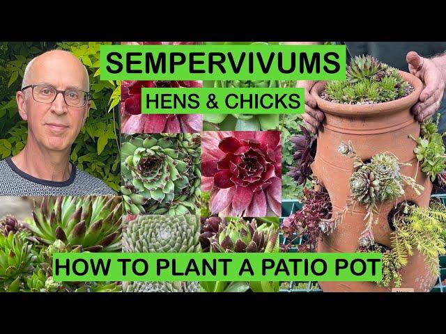 SEMPERVIVUMS – HENS & CHICKS: How to plant a pot with Hardy Succulents step-by-step