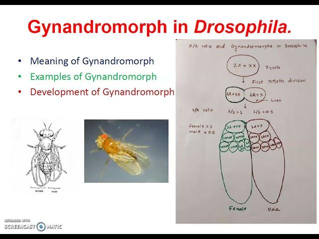 Gynandromorph in Drosophila.(Genetics)