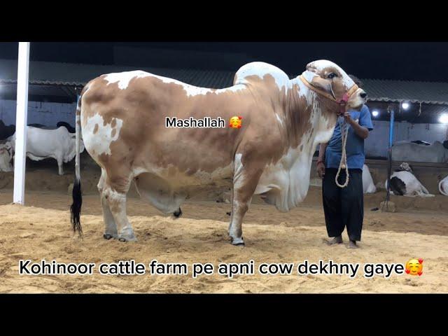 Kohinoor cattle farm gaye apni cow dekhny|farigheens|#cattlefarm #viral #youtube