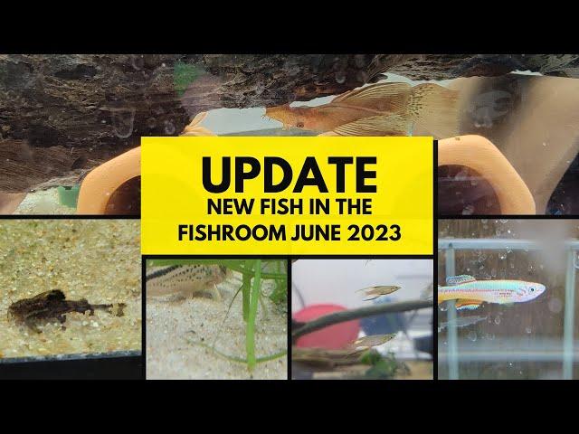 Introducing our newest fish room residents