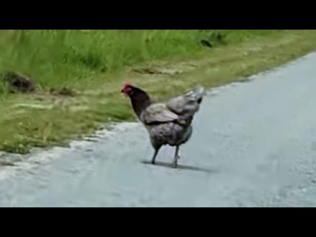 a chicken crosses the road