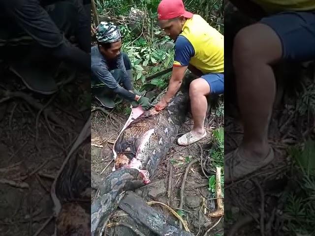 IRT di Kabupaten Sidrap Sulsel dimakan ular piton. #sidrap #viral #video