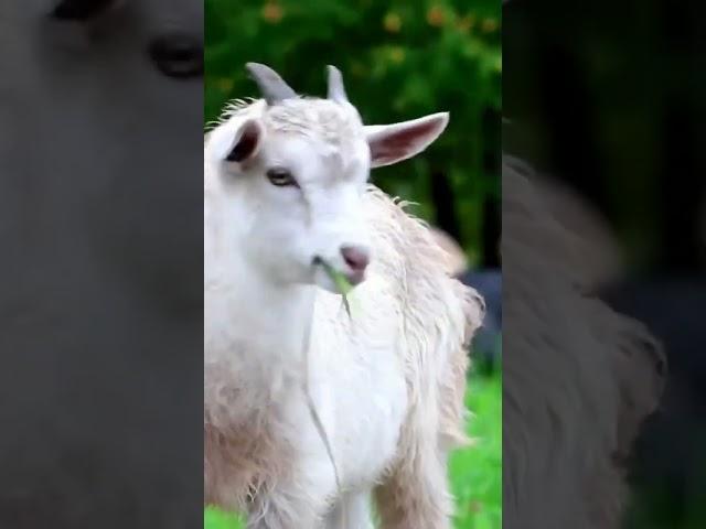 nom nom sound ||goat funny video #viral #trending #shortsfeed